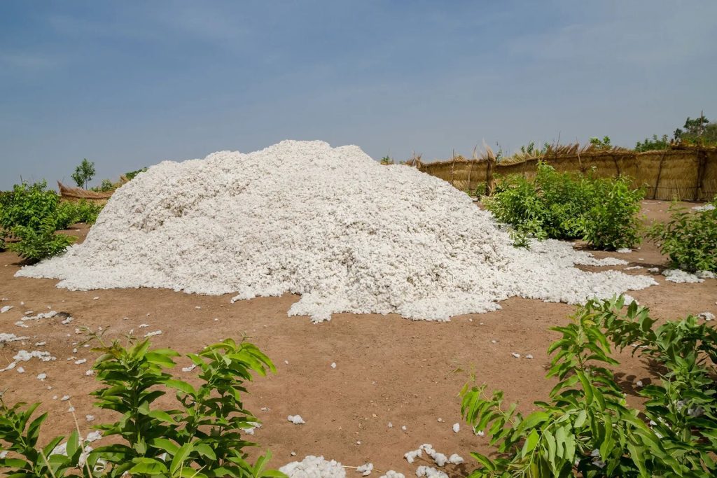 ¿Es sostenible el algodon organico?